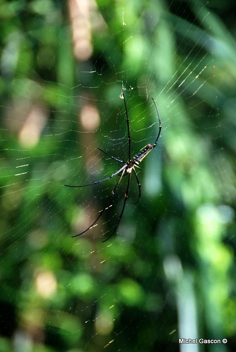 MGA92726.jpg - We are not alone to enjoy the garden