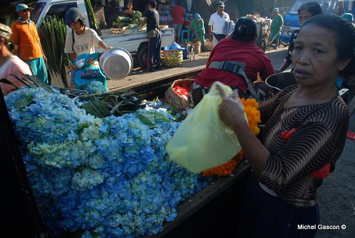 MGA94224.jpg - Village's truck full of flowers drive to larger city at 5 AM. Women buy the flowers to fill their offering mini baskets.