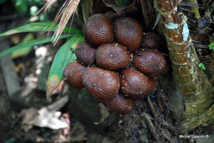 MGA93216.jpg - Snake skin fruit, nothing to do with Pooh coffee but was growing in the coffee garden