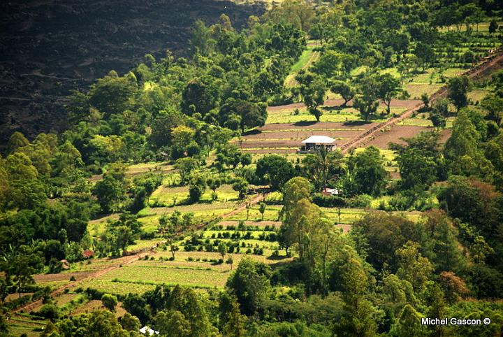 MGA93201.jpg - Plentiful of water make the island very fertile